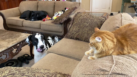 Great Dane Respects That Cat Doesn't Want To Share The Loveseat