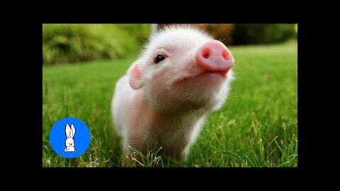 Cute Baby Micro Teacup Pig - BEST Compilation!