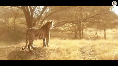 Royal Bengal tiger full documentary 2022