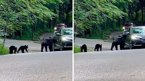 Curious Mama Bear & Cubs Wander Up To Cars In Smoky Mountains