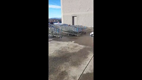 Cooper's hawk eating lunch at the supermarket