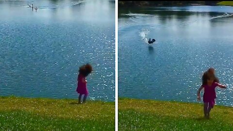 Child runs away afraid of geese going after her