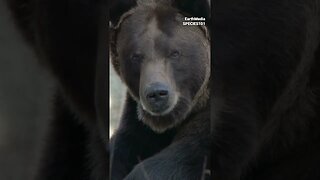 Silverback Gorilla vs Grizzly Bear | Part.02