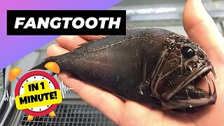 Fangtooth - In 1 Minute! 🐟 The Dark Secret of Ocean Depths! | 1 Minute Animals