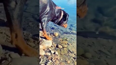 Dog catching fish from the river