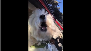 Passing ambulance sends doggy into epic howling fit