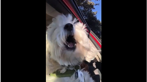 Passing ambulance sends doggy into epic howling fit