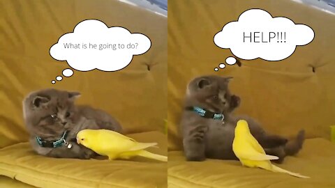 Kitten teases birdie and is surprised by his reaction