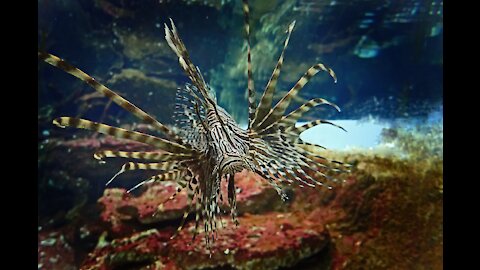 Tropical lionfish in the coral reef