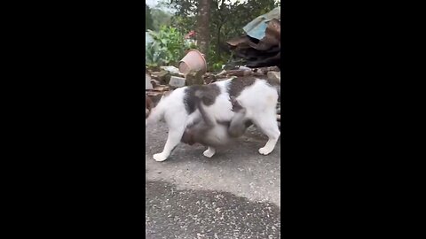 Beautiful Cat Family 😍