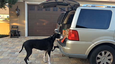 Great Dane carries her own groceries into the house