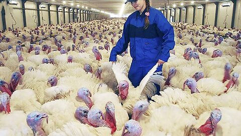 🔥 Modern Turkey Farming Techniques - High-Tech Poultry Processing Line at Factory! 🦃🏭