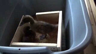 Raising Off Grid Homestead Chicks & Ducklings With No Power