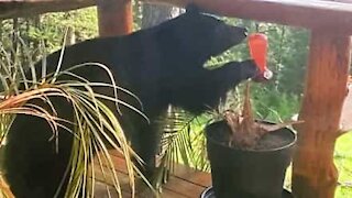 Bear invades balcony to investigate bird feeder