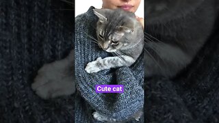 Cute cat