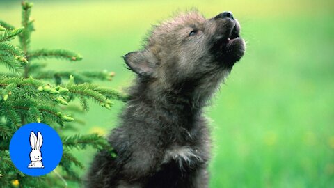 Endearing Baby Wolf Pups Howling & Playing.