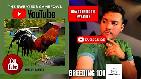 How To Breed the SWEATER GAMEFOWL Bloodline : BREEDING 101