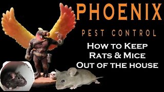 How to keep Rats and Mice out of the house #whatbugsme | Phoenix Pest Control TN