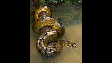 a Snake Attacks Crocodile .Wow!