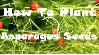 How to grow asparagus from seed