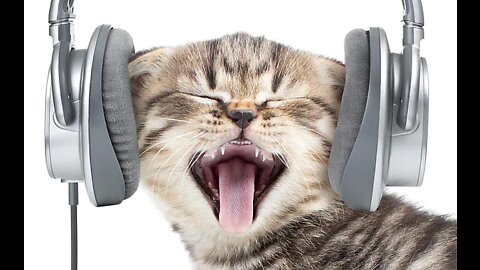 Funny Cats and Kittens Meowing Sound Effects Compilation