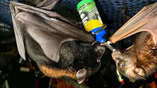 Mandi's Baby Bats LOVE Mango Juice - Behind The Scenes Working In A Bat Aviary