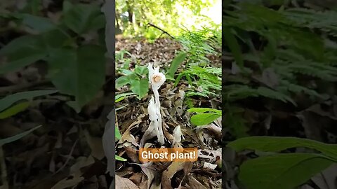 #farmstead #ghostplant #ghost #rare only blossoms one week a year!