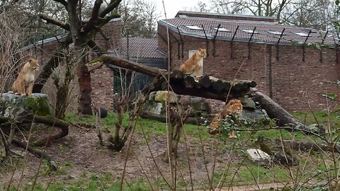 BEAUTIFUL AFRICAN LIONS | Keeper Mary