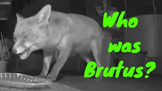 🦊Who was mangey #fox Brutus partner of #vixen Ajax and fox cub Apple ?