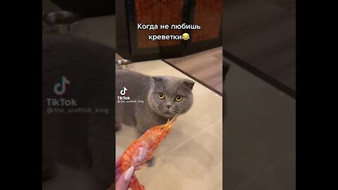 THAT CAT DOES NOT LIKE SHRIMP