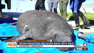 Seven manatee released back into the wild