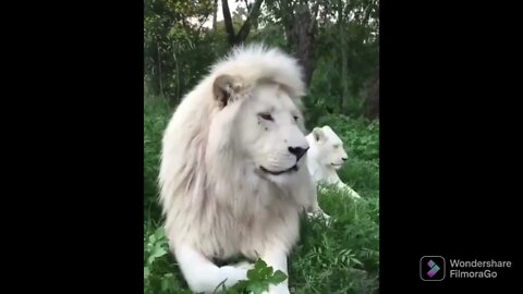 Love lion couple😍😍 (beautiful world) #shorts #youtube #srilanka #visit #gohome gota😁