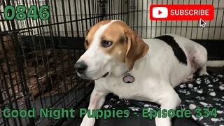 [0846] GOOD NIGHT PUPPIES - EPISODE 334 [#dogs #doggos #doggies #puppies #dogdaycare]