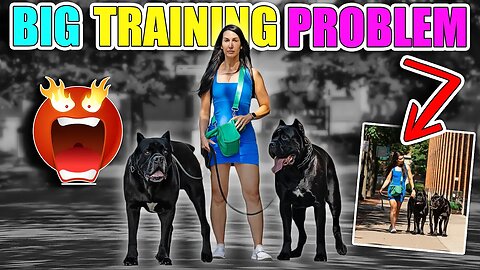 Her Problem Training 2 GIANT Cane Corsos #dog
