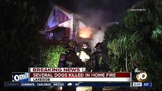 Five dogs killed in Lakeside house fire