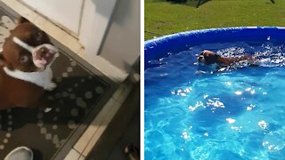 Boston Terrier tricks owner in order to jump into swimming pool