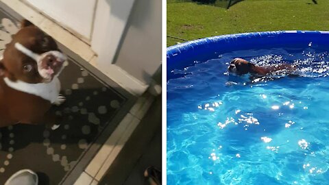 Boston Terrier tricks owner in order to jump into swimming pool