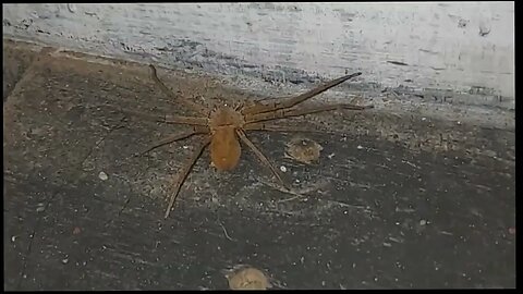 Giant Huntsman Spider in Philippine and I Liberate Him - Xmandre Dimple Italian Pinay Family