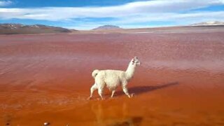 Lhama arrasa ao desfilar pela Laguna Colorada na Bolívia