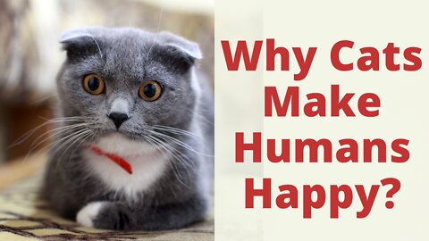 Why Cats Make You Happy? Reasons Why Cats Bring Happiness To Your Home. Get a Cat and Be Happy.