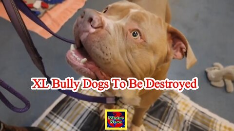 Hundreds of XL bully dogs to be destroyed at end of year