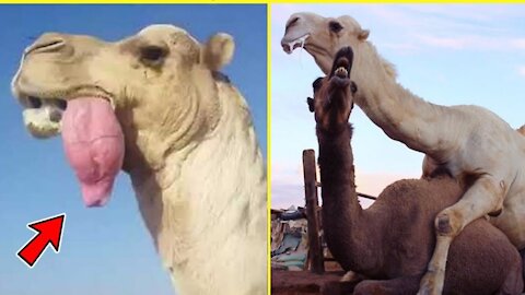 Camel Dulla(Giant inflatable red balloon)|Amazing 🐫 Camel Video|interesting Camel 🐫 Video#Shorts