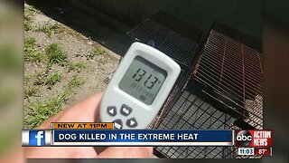 Dog dies in Tampa after crate reaches 131 degrees