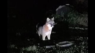 Gray Fox Eating Nov 19 2020