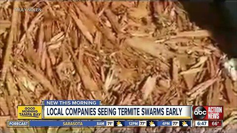 Pest control companies respond earlier than normal to termite swarms in Tampa Bay area