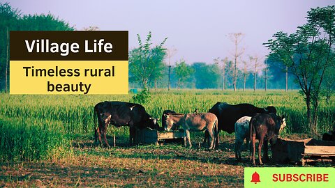 Village Life: Timeless Rural Beauty That Will Amaze You!