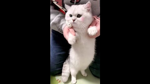 "Adorable Cat's Groovy Dance Moves Will Melt Your Heart"😻