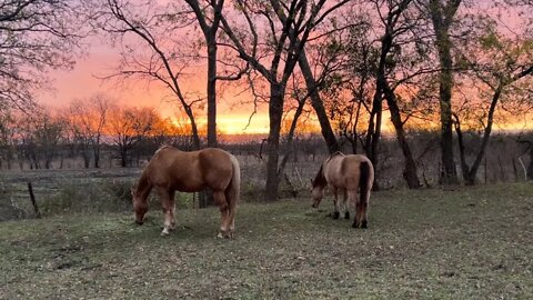 Hay Horsy People - Sunday Morning Live