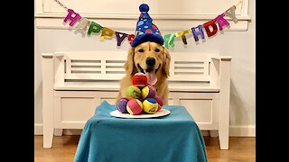Golden Retriever overjoyed at birthday cake made of tennis balls
