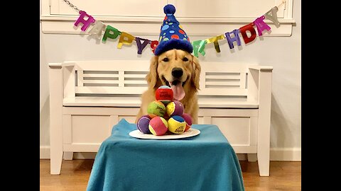 Golden Retriever overjoyed at birthday cake made of tennis balls